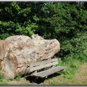 Foto's levensbomenbos