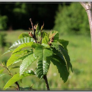 Foto's levensbomenbos