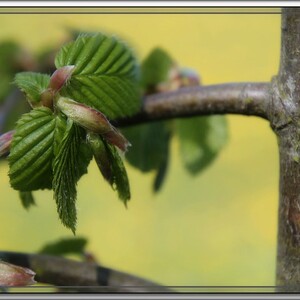 Foto's levensbomenbos