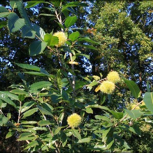 Foto's levensbomenbos