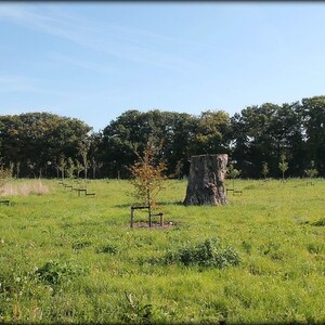 Foto's levensbomenbos