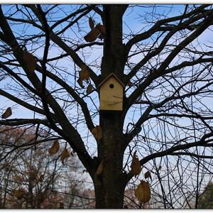 Foto's levensbomenbos