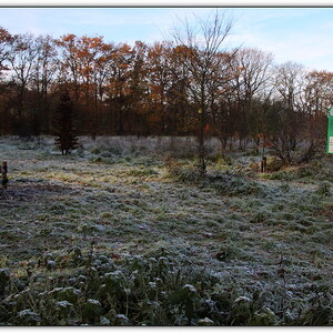 Foto's levensbomenbos