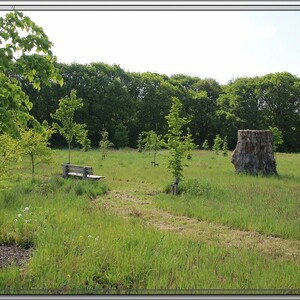 Foto's levensbomenbos